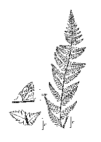 drawing of dryopteris cristata plant parts